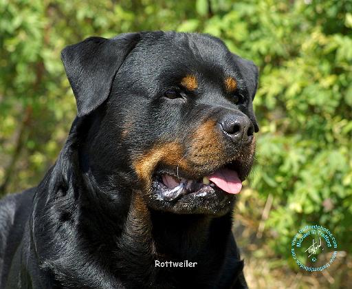 Rottweiler 9R047D-052.JPG